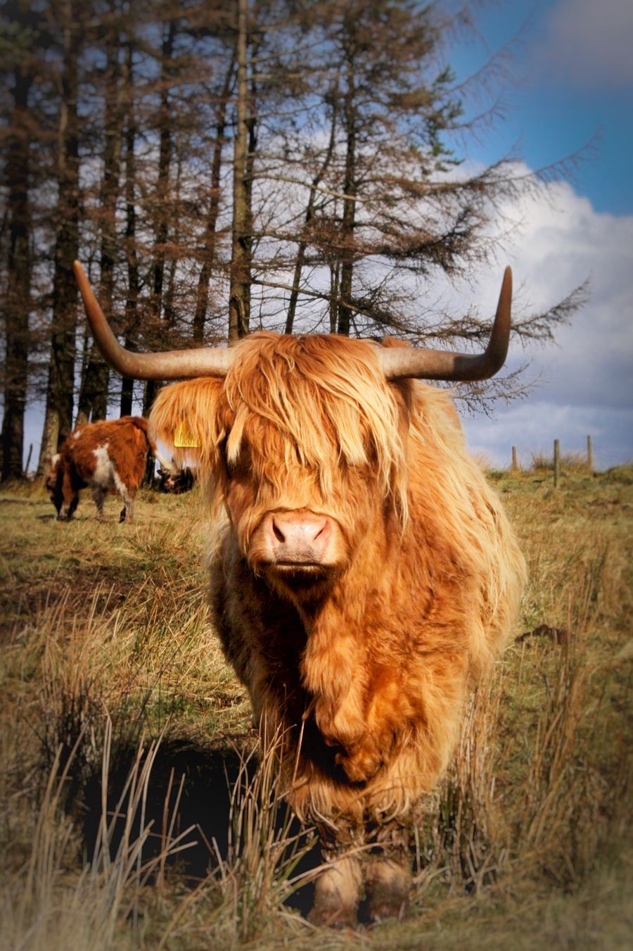 Highland cow 