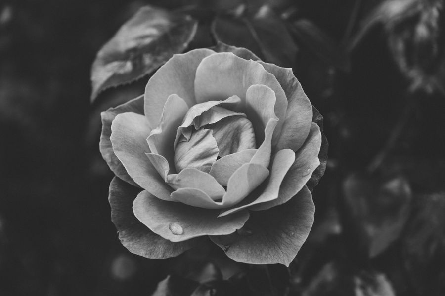 Roses after rain 