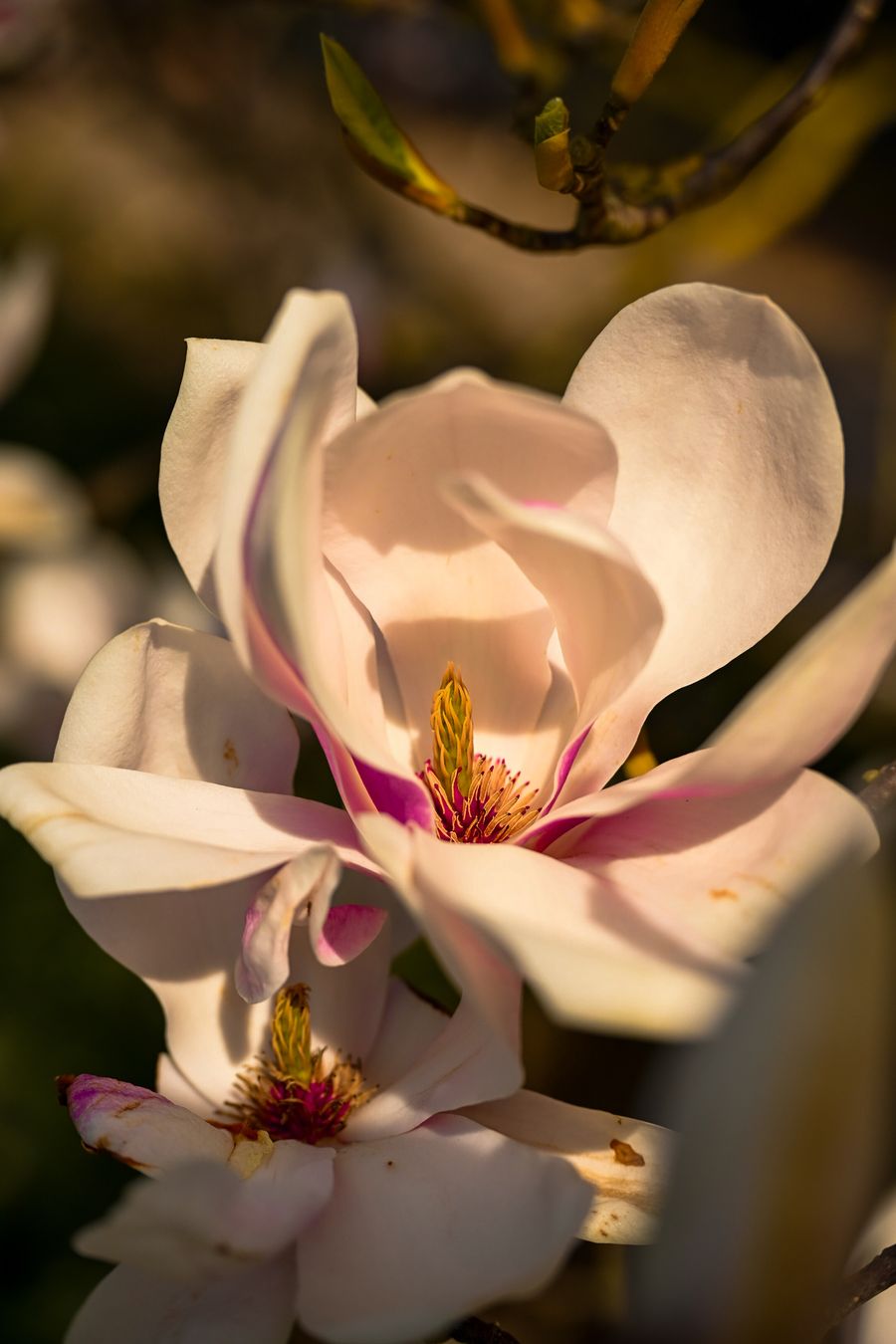 Magnolia 