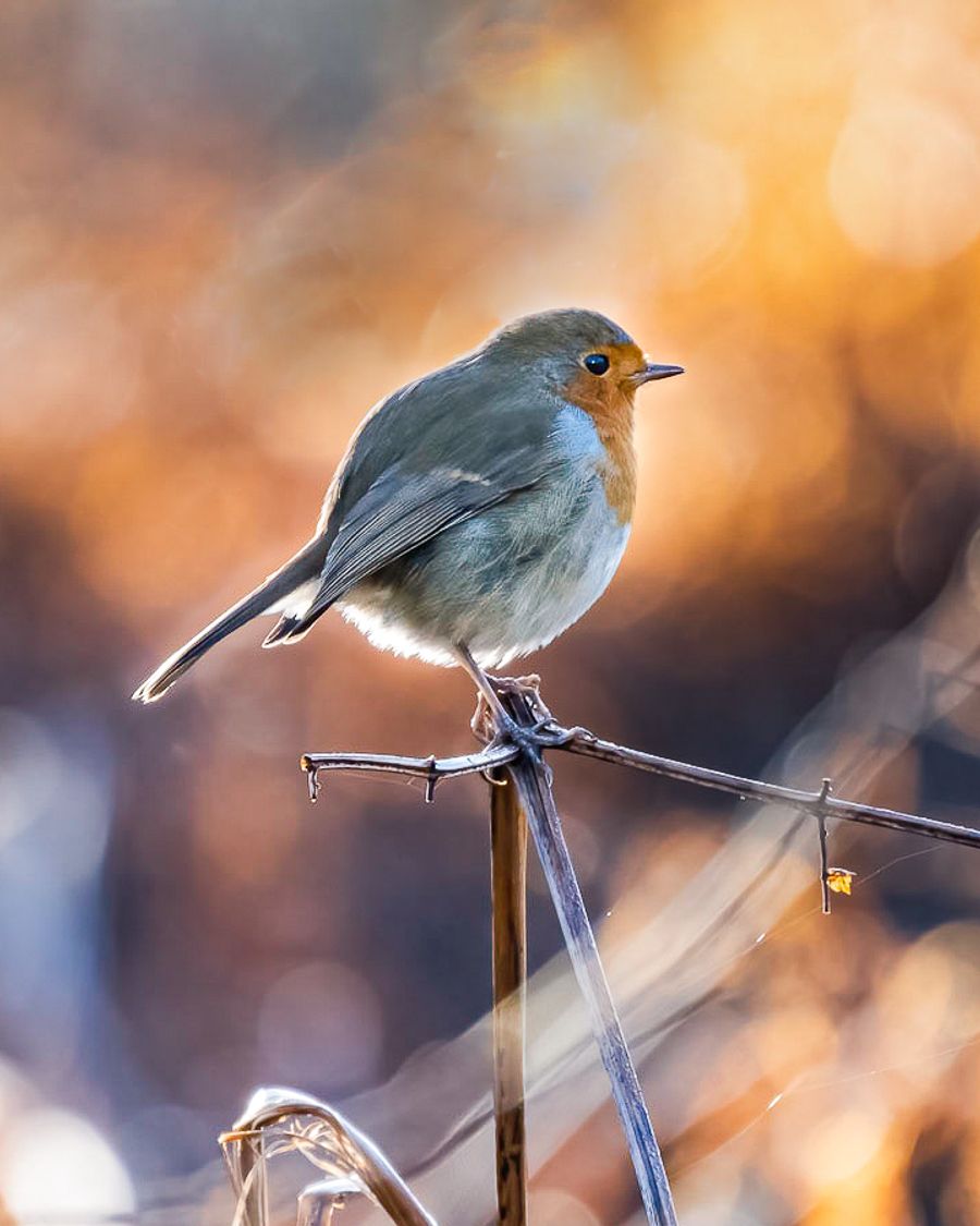 Robin