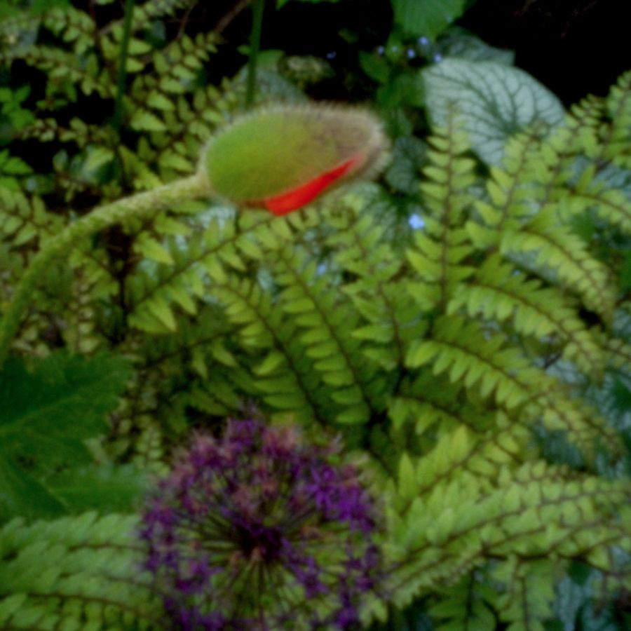 Pinhole number four 2020
