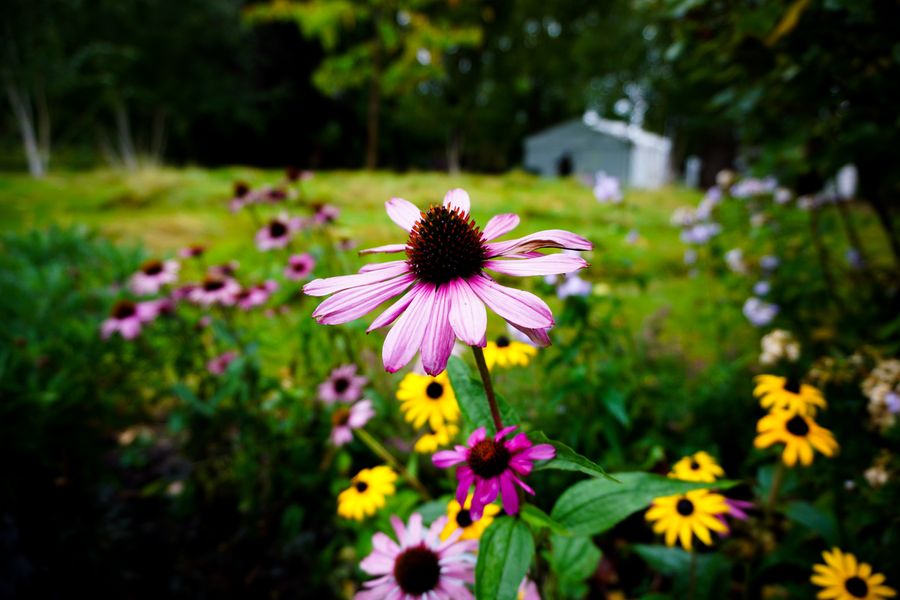 In Full Bloom