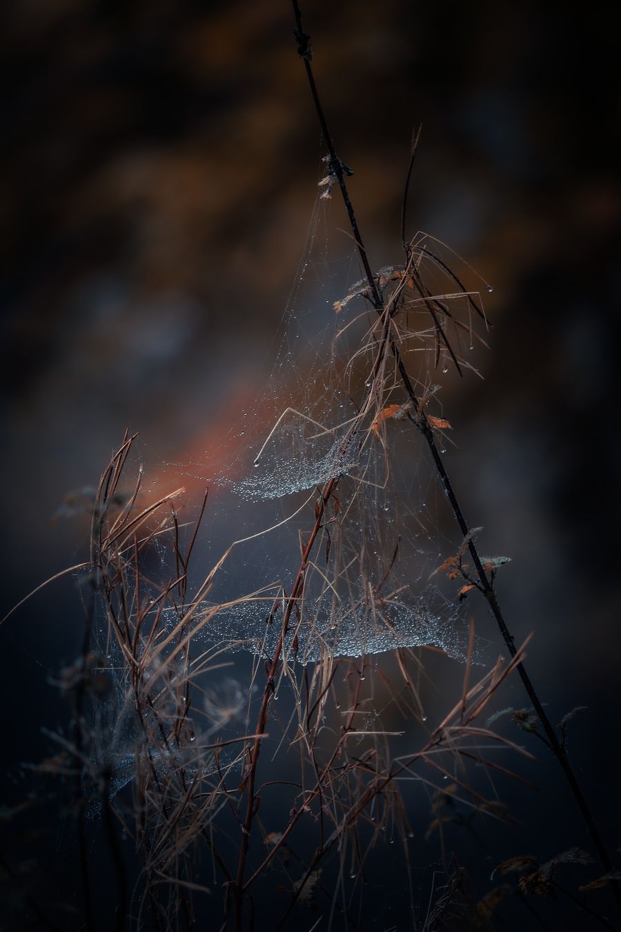 Web of dew-lightful moments 