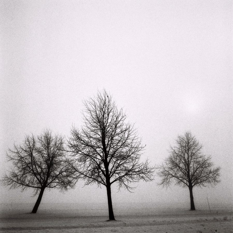 Three trees