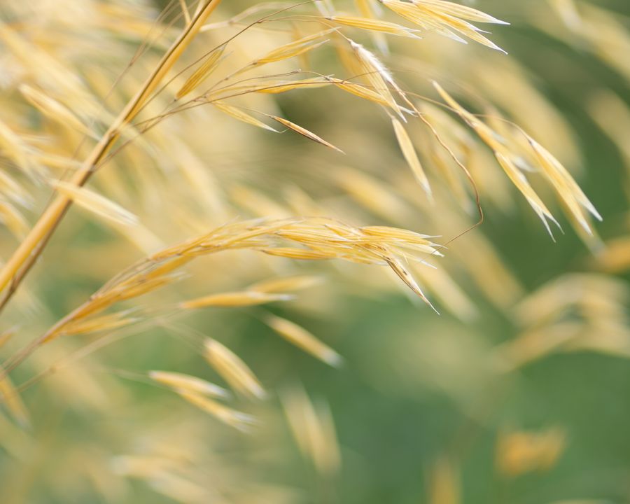 In the Breeze