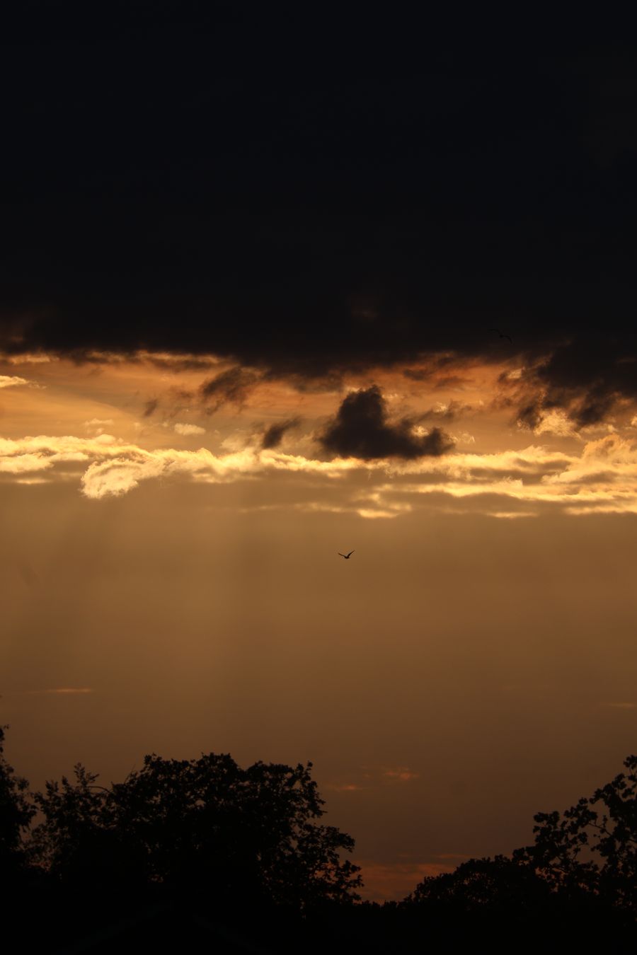 Flying into the sunset