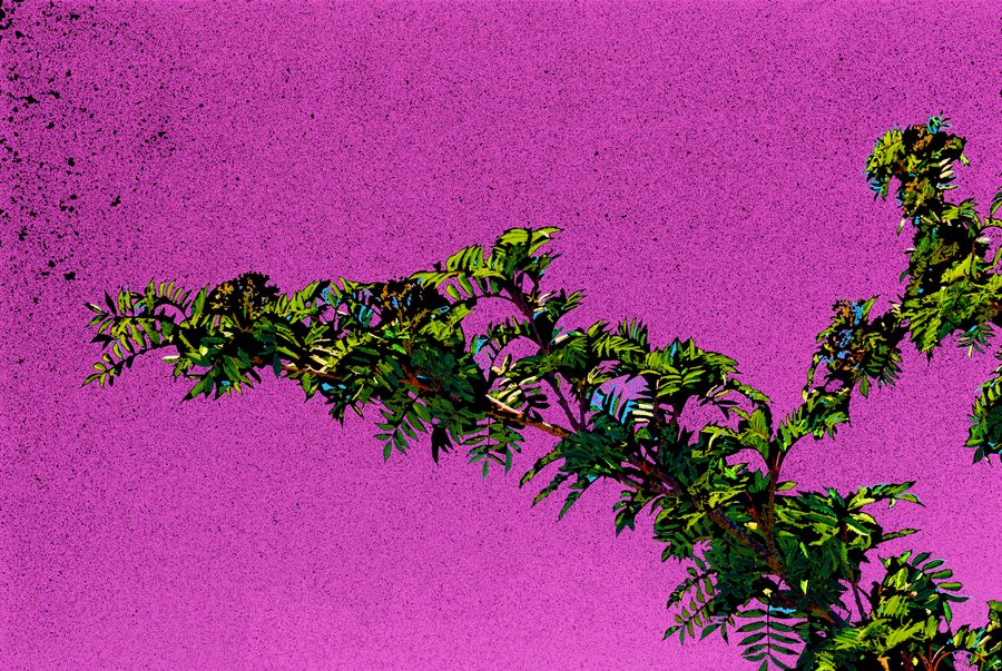 Altered Perceptions: branch