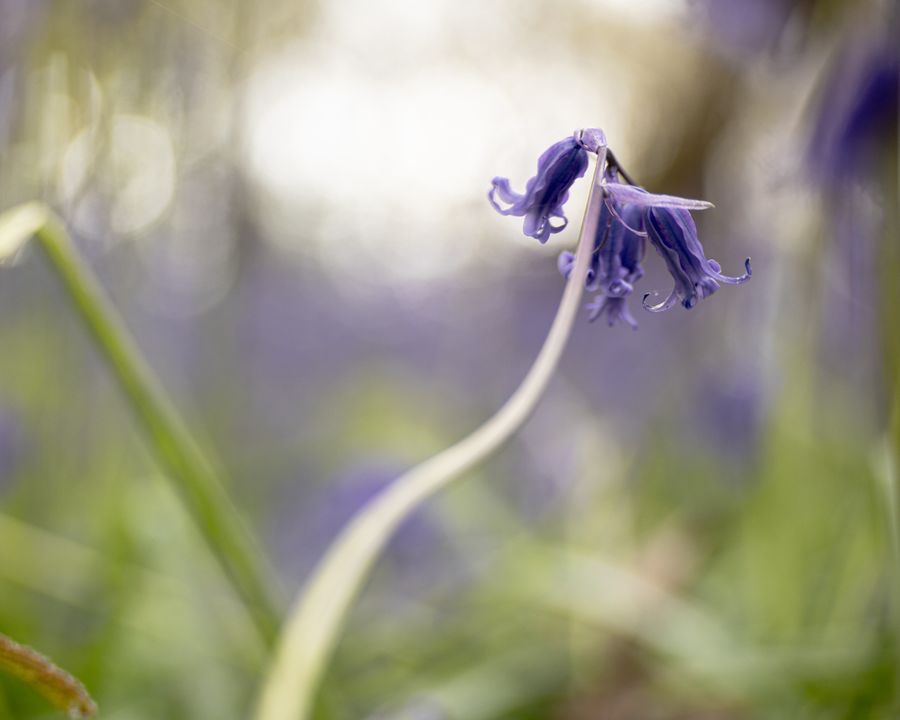Bluebells