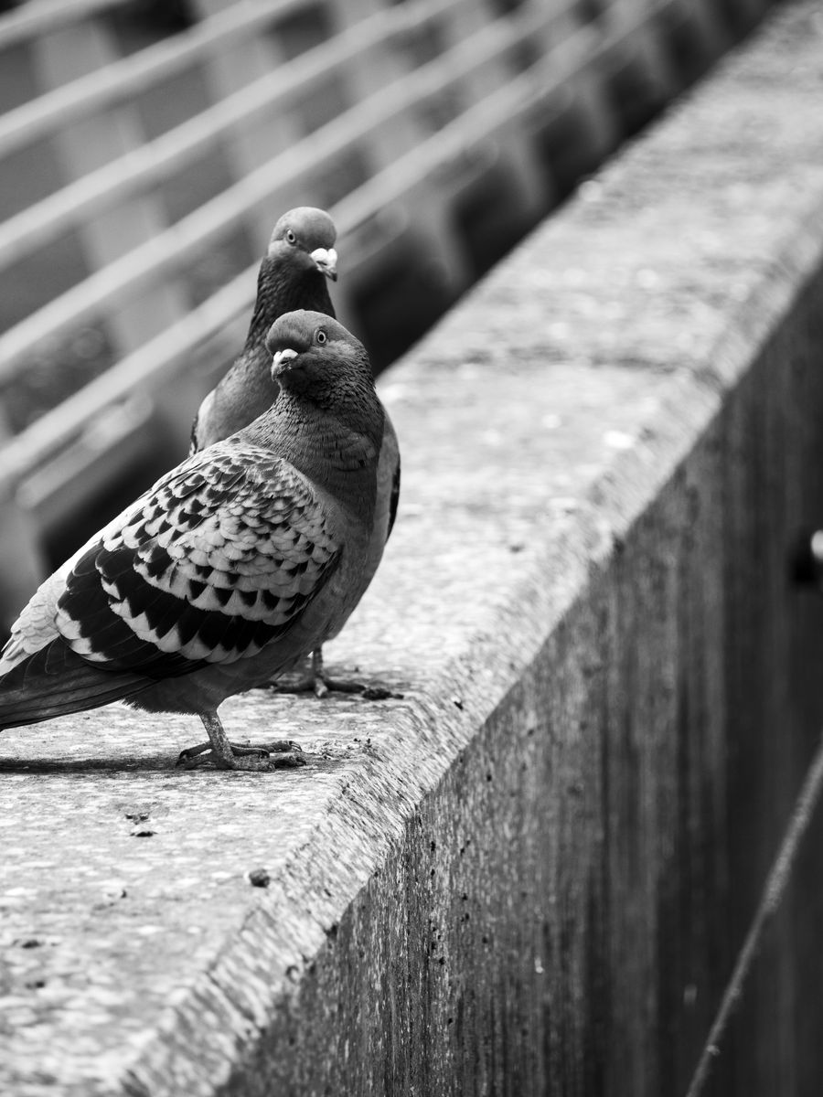 "City Companions"