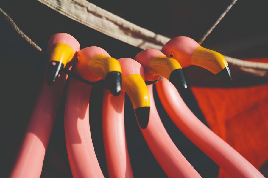 Flamingos