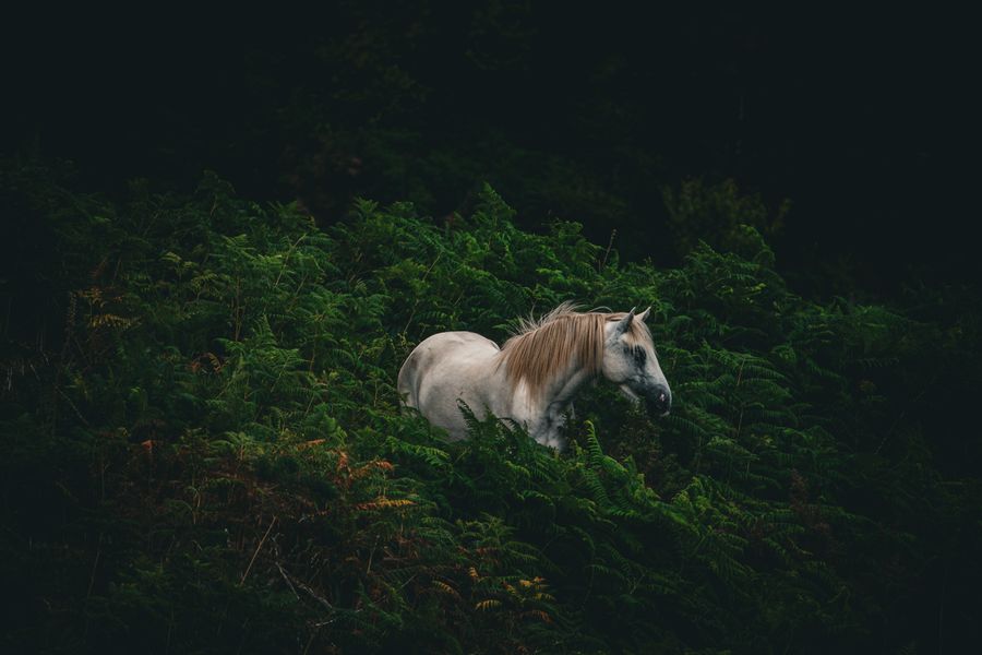 Scottish Unicorn