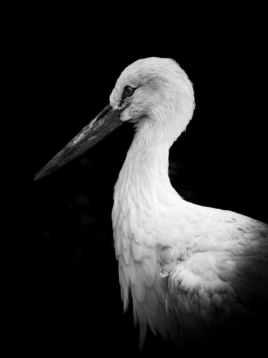 Stark Stork