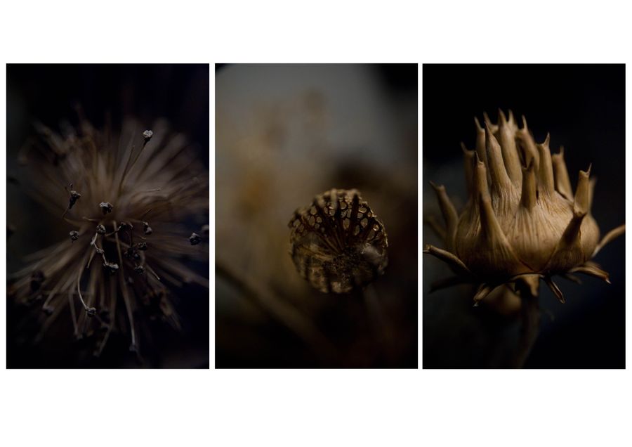  Flowers in fall