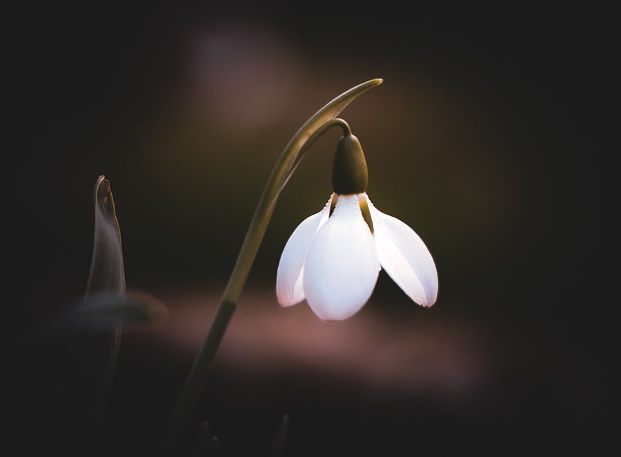 Snowdrop 