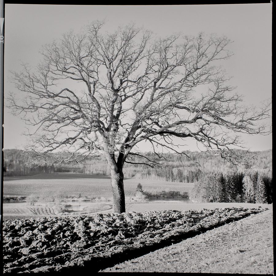 The oak