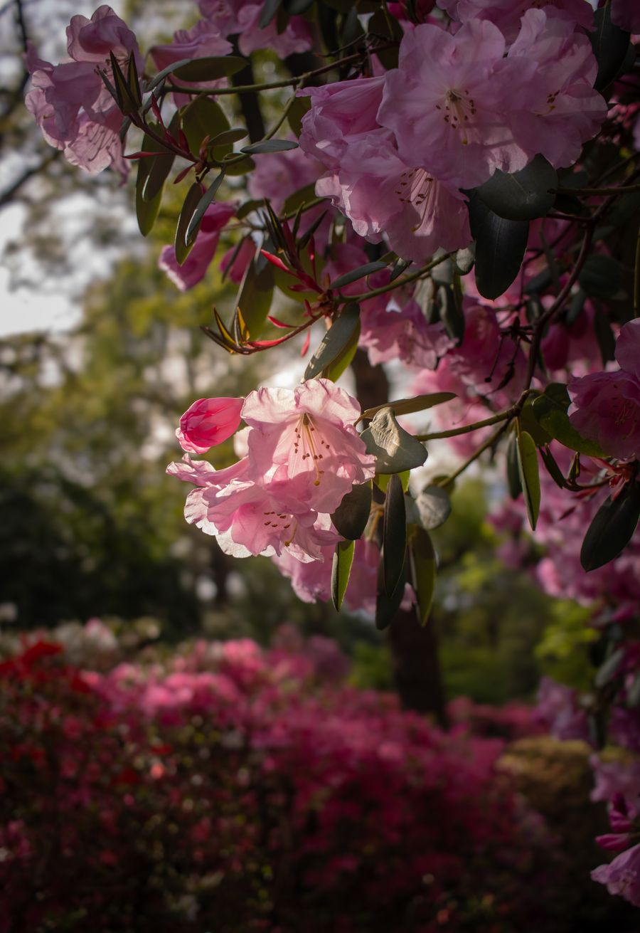 In Bloom