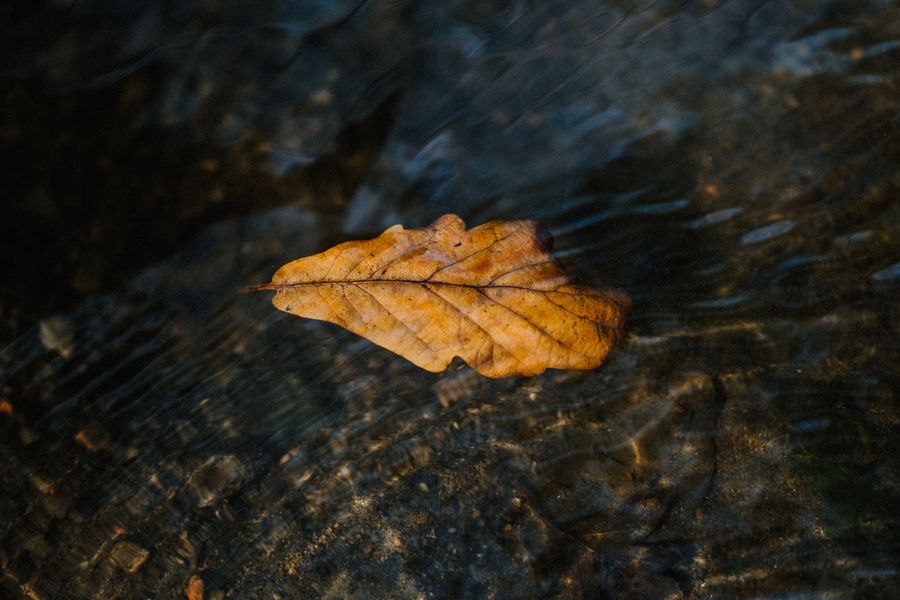 Autumn 2