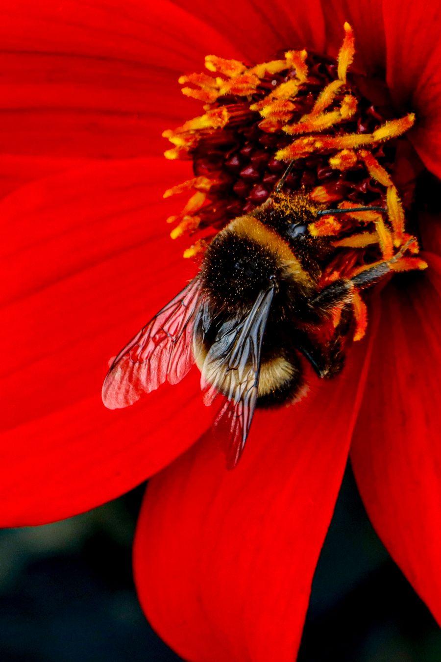 Bee Happy