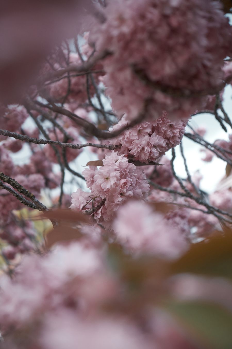 My Beautiful Garden Of Blossoms