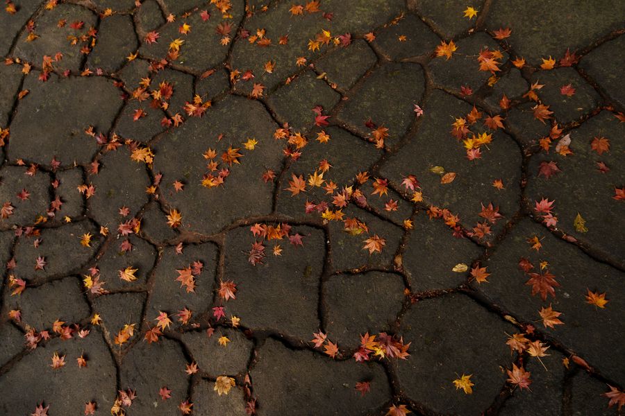 Autumn Leaves