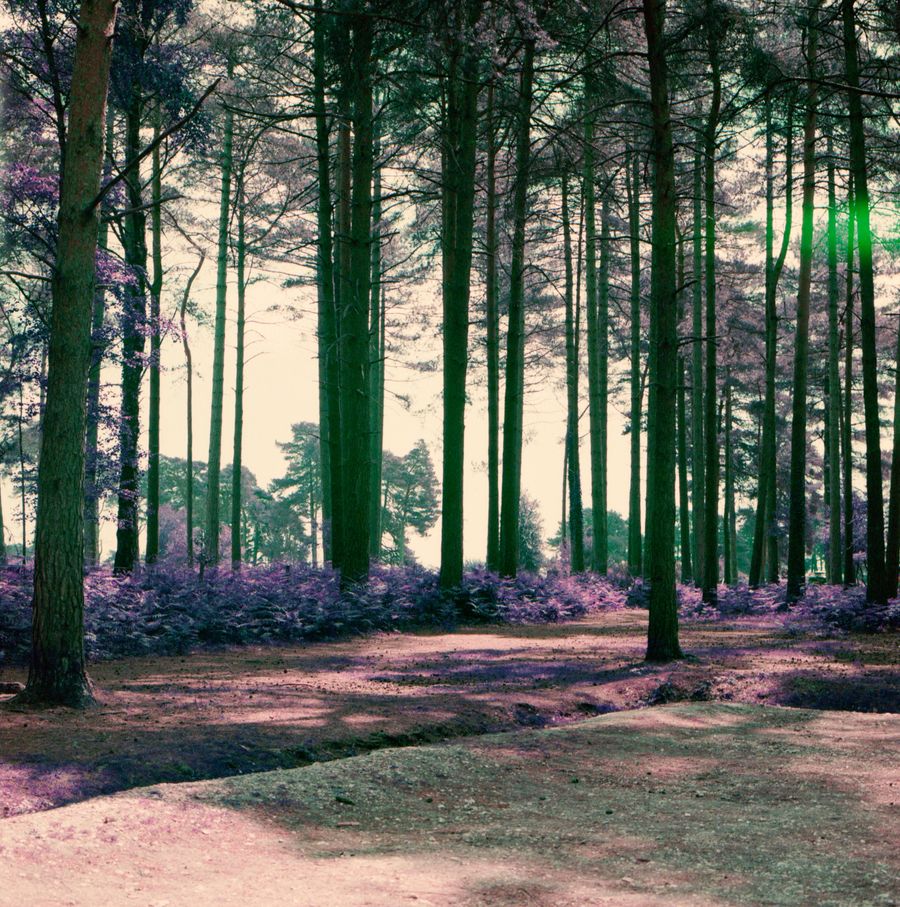 Sunset Through The Trees