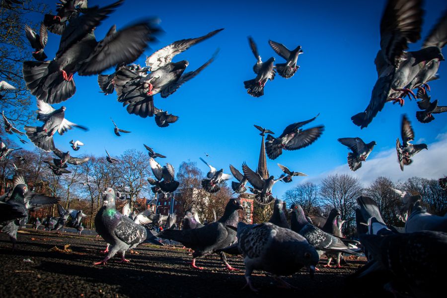 Pigeon Gang