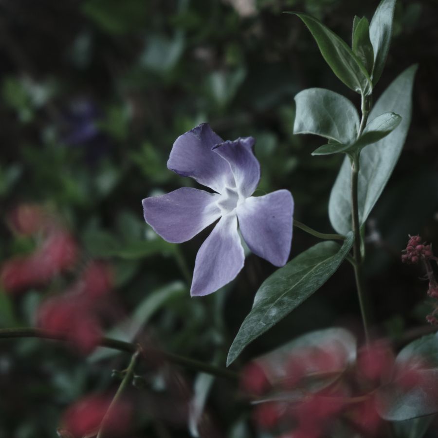 A purple flower