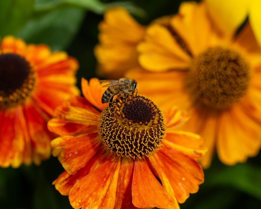 Amidst the Petals