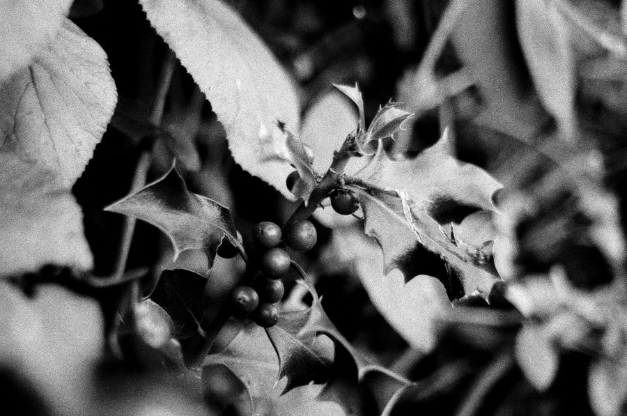 Holly