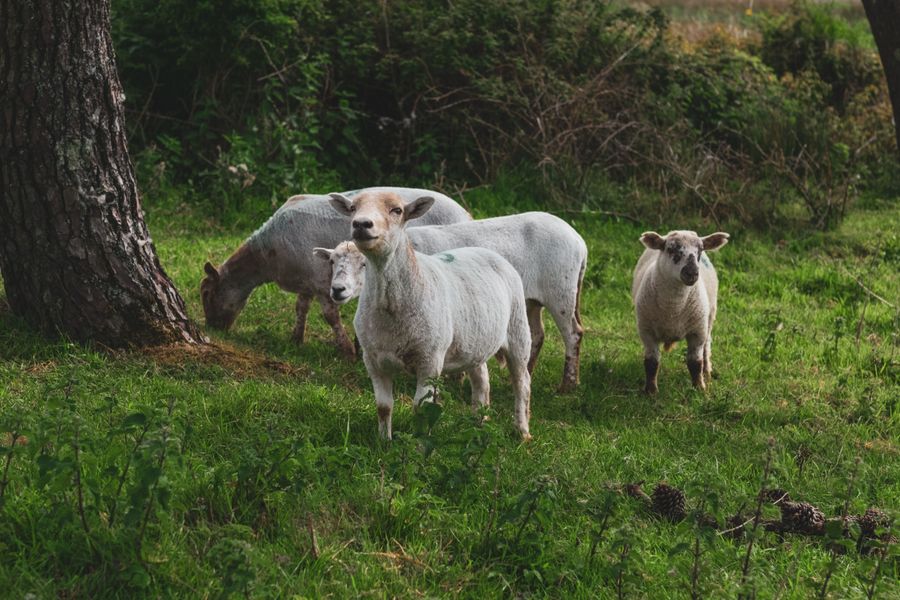 Gower Sheep