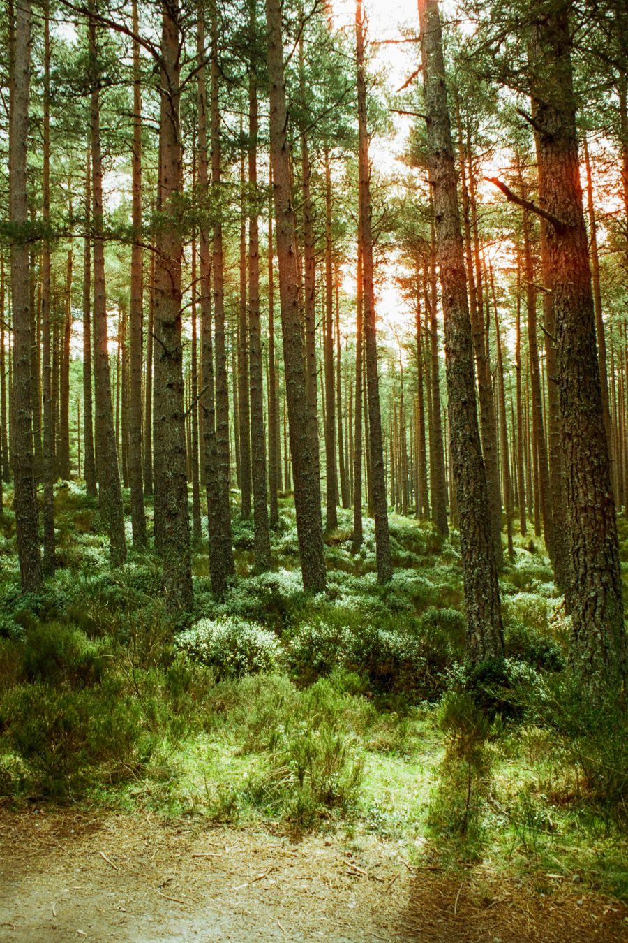 Forest