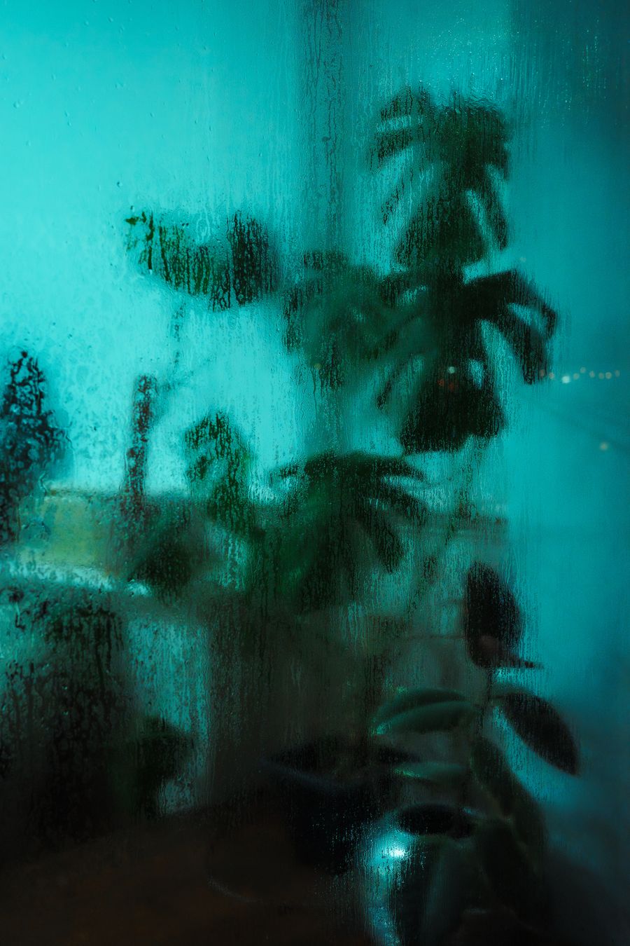 Monstera Obscura