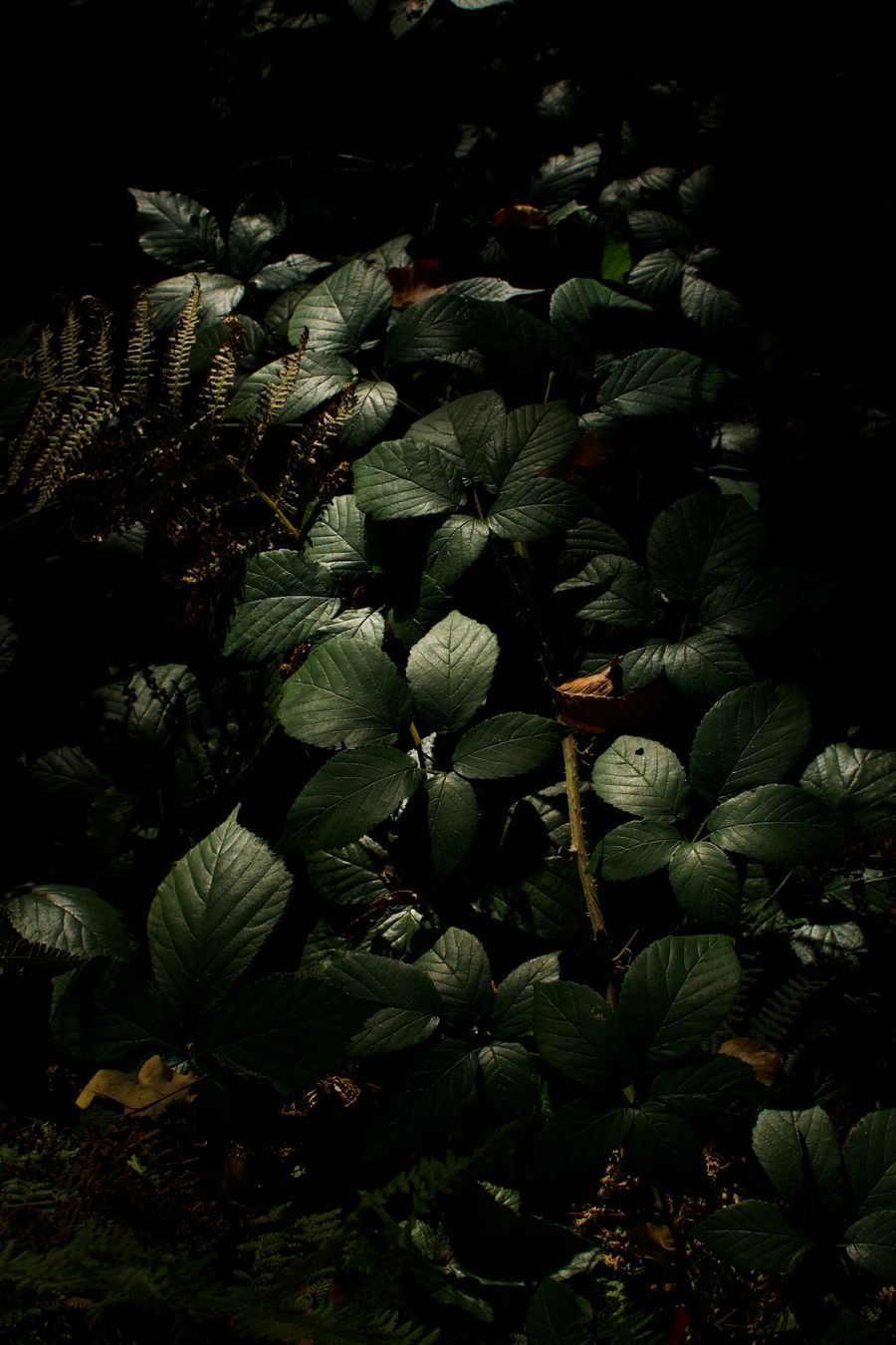 Autumn Light