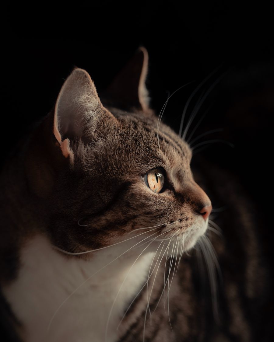 Dobby Cat