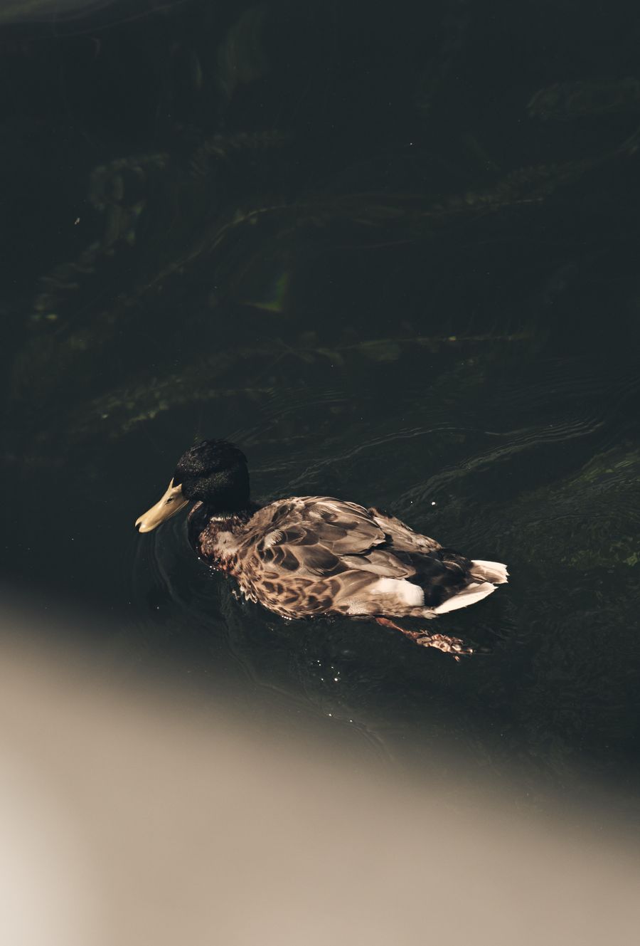 Duck