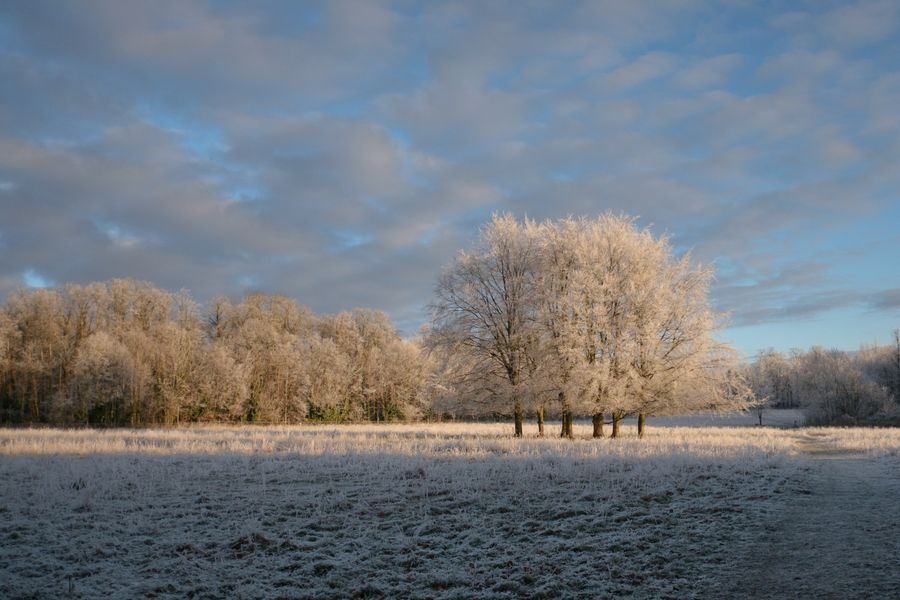 Frosty Sunshine on Ancient Circle of Trees