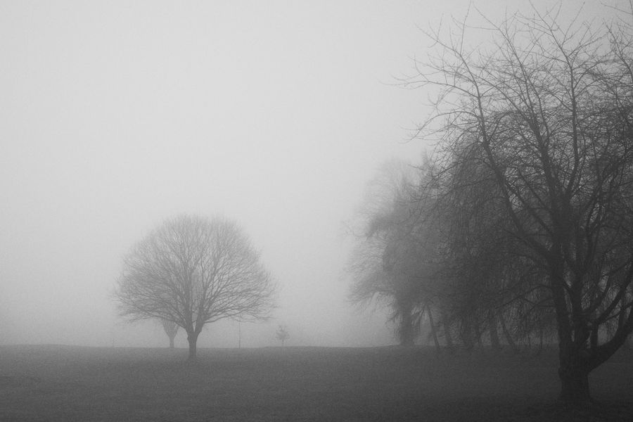Trees in mist