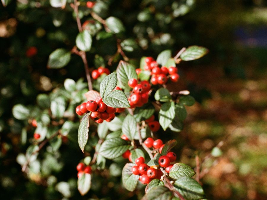 Hawthorns in Fairhaven