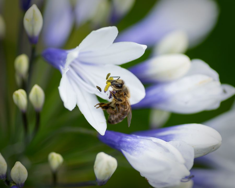 Pollen Lover