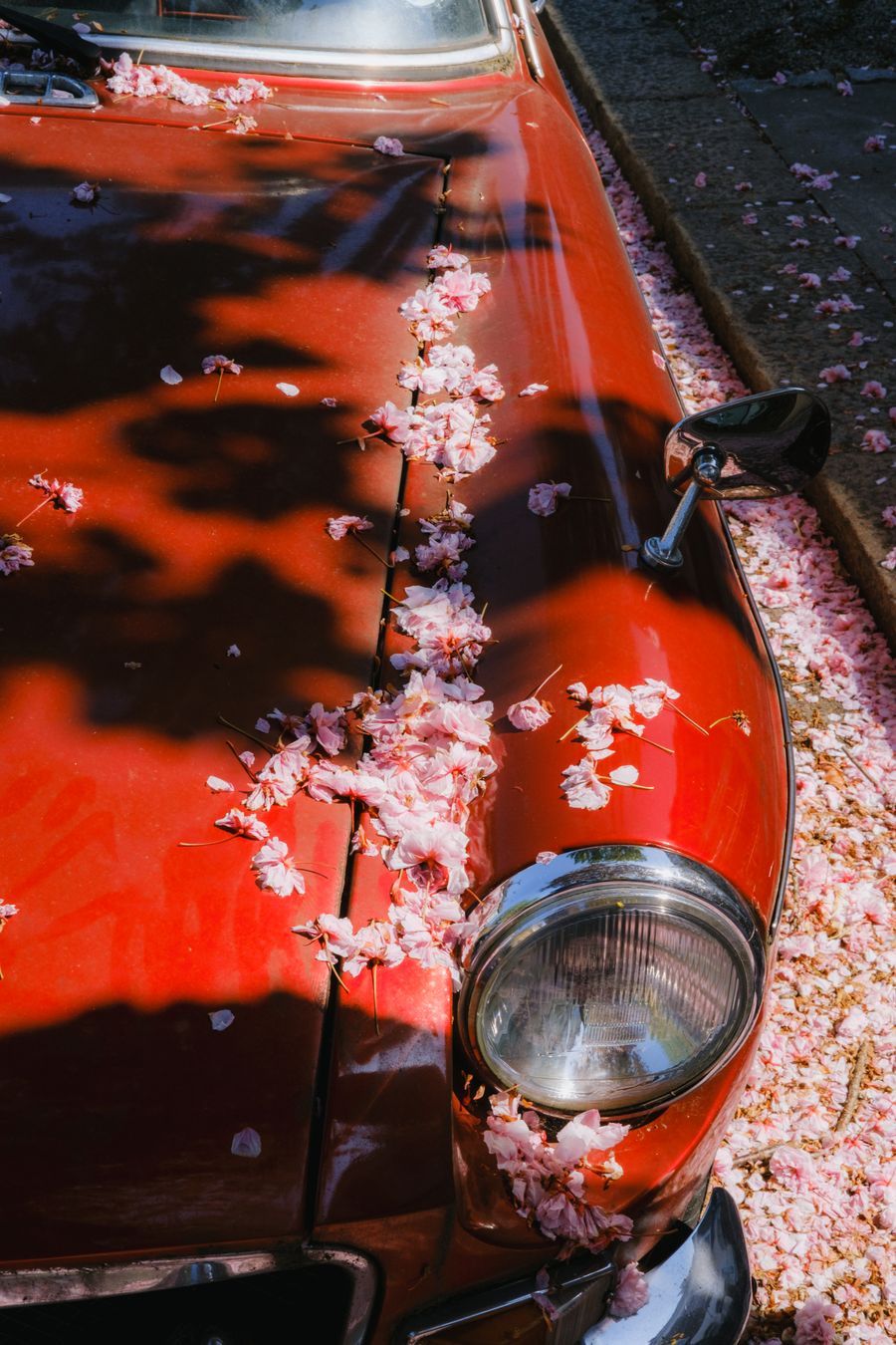 Cherry Blossom
