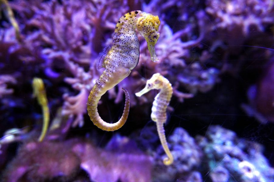 I Sea You