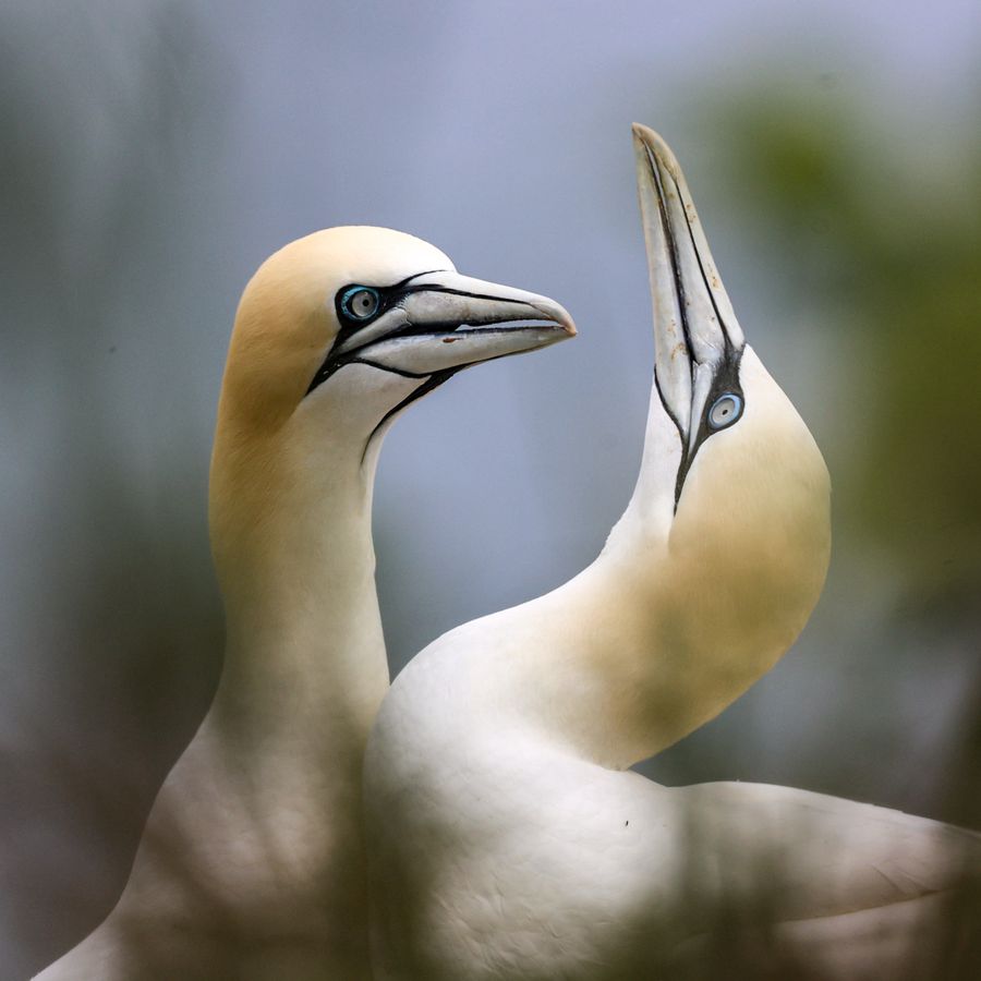 Gannets 