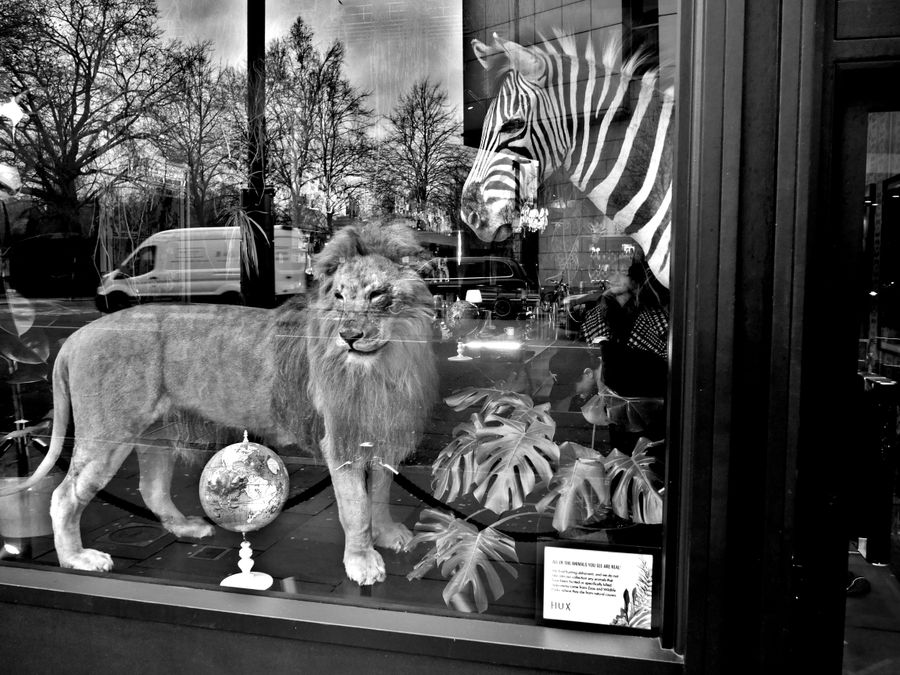 Shop window Kensington 