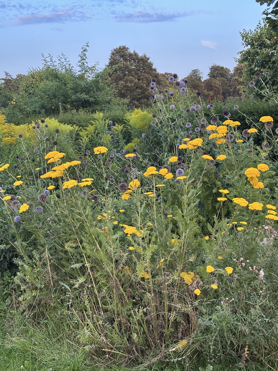 Phool 
