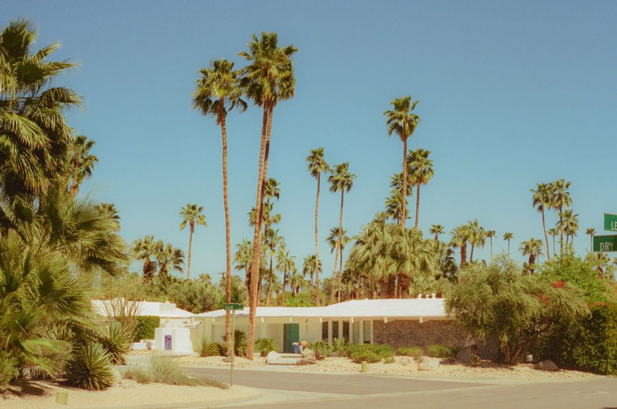 Mid Century Palms