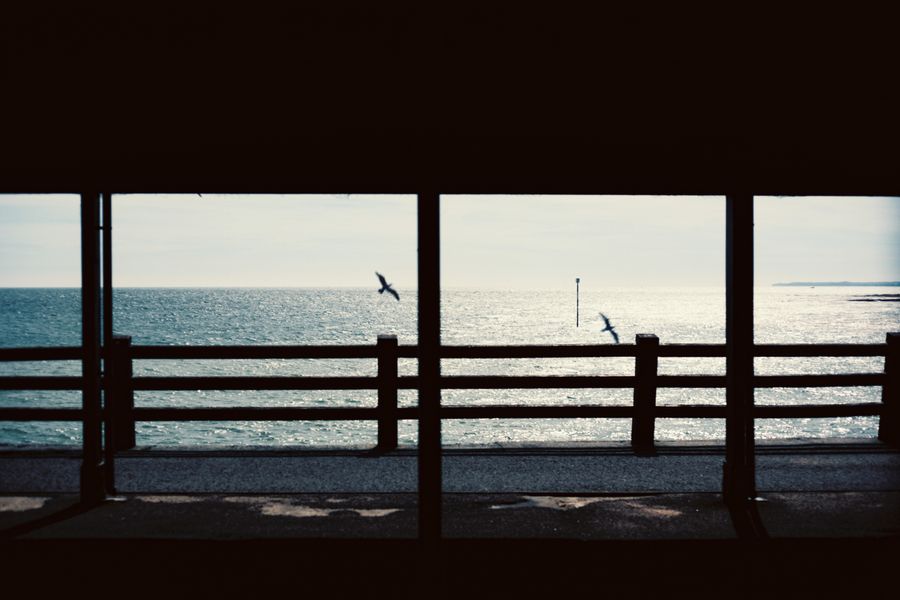 Free as a bird