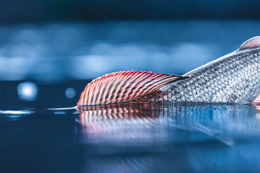 Grayling