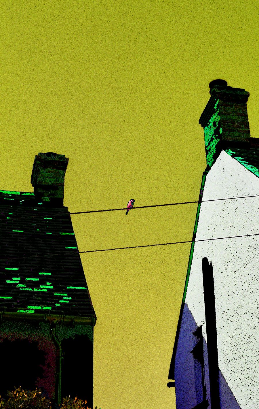 Altered Perceptions: bird