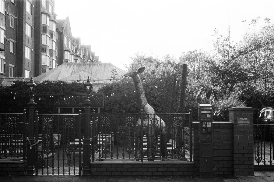 Urban Giraffe