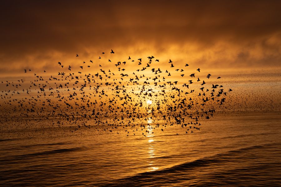 Golden Starlings